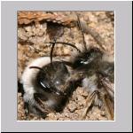 Andrena vaga - Weiden-Sandbiene 05.jpg